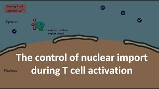 Calcineurin mediated gene transcription activation [upl. by Ise]