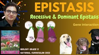 Epistasis Gene Interactions Explained  Dominant amp Recessive Epistasis  Grade 11  FBISE 2024 [upl. by Yalc]