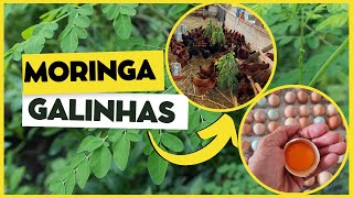 MORINGA para GALINHAS como usar a moringa oleífera na alimentação das aves [upl. by Oiralih189]