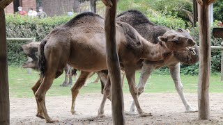 Dromedaris Paring  Dromedary Camel Mating  Pairi Daiza [upl. by Reade]