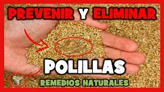 REMEDIOS NATURALES para ELIMINAR las POLILLAS EN TUS PÁJAROS ❌100 FUNCIONA [upl. by Florin830]