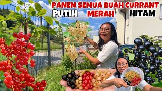 PANEN BUAH WHITE CURRANT RED CURRANT amp BLACK CURRANT [upl. by Karlene701]