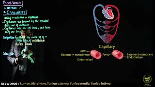 Capillaries and veins  11TH BIOLOGY  CHP 14  LECTURE 25 [upl. by Sulihpoeht392]