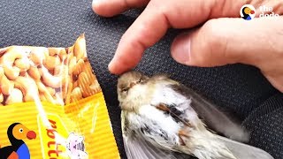 Freezing Bird Trapped on Car Roof Rescued by Perfect Guy  The Dodo [upl. by Shelden273]