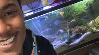 55 gallon cichlid tank [upl. by Arella]