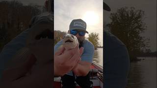 Walleye bite in the fall is the best shorts fishing shortvideo [upl. by Stephania]