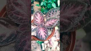 episcia episcias plantas jardin mijardin plantapty [upl. by Akirea]