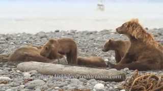 Alaskas Great Kodiak Bears Ayakulik Adventures [upl. by Airres]