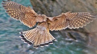 Kestrel Hovering and Hunting in Cornwall [upl. by Tisha37]