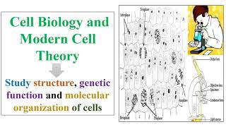 Cell Biology and Modern Cell Theory [upl. by Enilesoj]