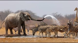 Wild Life  Nature Documentary Full HD 1080p [upl. by Hcnarb]