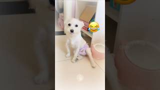 Doggos in Diapers FirstTime Reactions 🐕😂 MyPetsie [upl. by Falzetta510]