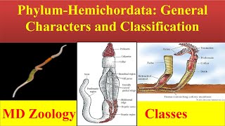 Hemichordata  Phylum hemichordata  Hemichordata General characters and Classification [upl. by Hanaj]