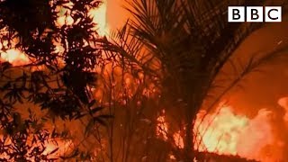 What is Palm Oil  BBC [upl. by Westley]