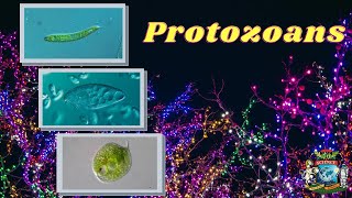 Ignou BZYCT131ProtozoansPart 1 [upl. by Niltiac]