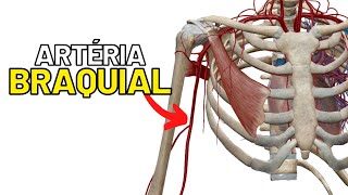 Artéria BRAQUIAL Limites ramos e trajeto ANGIOLOGIA  Aula de Anatomia humana grátis e fácil [upl. by Rheinlander]