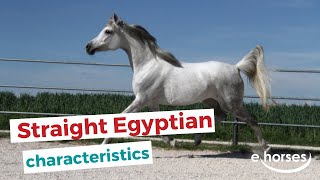 Straight Egyptian Horse  characteristics origin amp disciplines [upl. by Ylsel]