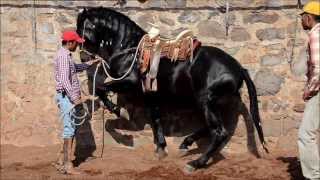 GATILLERO MR RANCHO LOS POTRILLOS [upl. by Ocir]