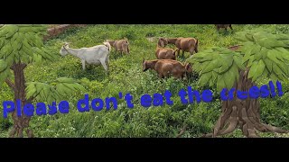 Establishing Tree Fodder in Goat Pasture [upl. by Charmian]