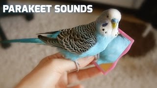 Parakeet sounds  Parakeet mirror Cookie [upl. by Ecirb]