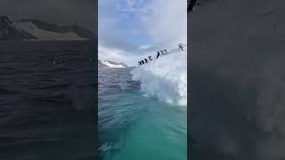 Penguins 🐧 jumping off cliff music penguins bollywood [upl. by Curtis889]