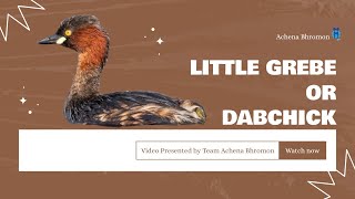 Little Grebe with Chicks birds birdwatching nature wildlife video birdlovers cute [upl. by Sul]