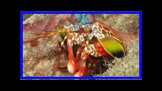 Mantis shrimp biomimicry stomatopod’s dactyl club could inspire aerospace materials football helm [upl. by Yager]