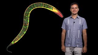 Daniel ColonRamos YaleHHMI 1 Cell biology of the synapse and behavior in C elegans [upl. by Hgielram]