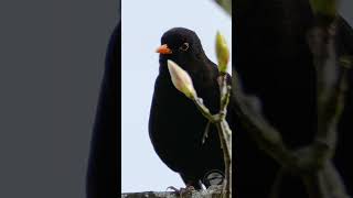 A Blackbird Singing Softly  UK Bird Sounds shorts [upl. by Chaudoin]