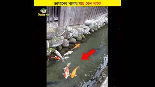 জাপানের নালায় মাছ কেন থাকে  শিক্ষার পথ shorts japan [upl. by Nayar]