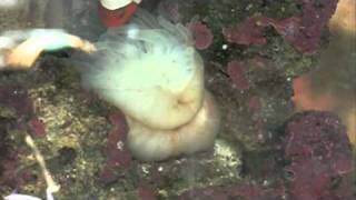 Anemone Eating TimeLapse [upl. by Teri]