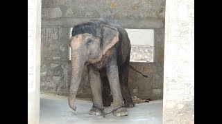 Elephantrides Cruelty in Amber Fort Jaipur [upl. by Oileve]