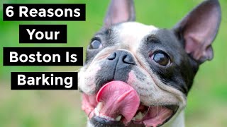 Boston Terrier Barking  Do Bostons Bark amp Why [upl. by Esila]