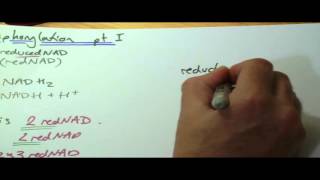 OCR A2 revision oxidative phosphorylation part 1 [upl. by Urbanna]