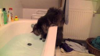 Maine Coons are playing with water [upl. by Wiencke588]