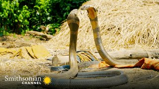 Intense Two King Cobras Fight for a Nearby Queen 🥊 Into the Wild India  Smithsonian Channel [upl. by Ruthie]