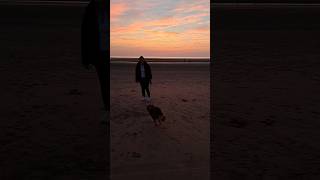 Running rings around mummy on the beach🐾🥰 Formby UK Beach CuteDog SweetDog DogVideo HappyDog [upl. by Sabelle]