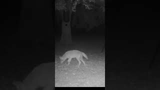 Big Coyote on the move Coyote Trapping 20242025 trapping predatorcontrol fox bobcat coyote [upl. by Pauwles]