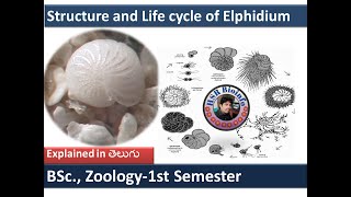 Structure and Life cycle of Elphidium  Life cycle of Elphidium1 protozoa HSR Bioinfo  BSc [upl. by Nylasoj]