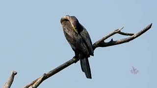 A day spent with waterbirds particularly the Oriental darter or Anhinga melanogaster [upl. by Johny]