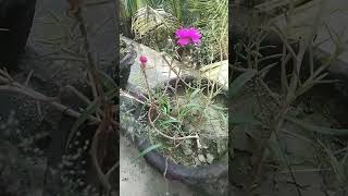 shortvideo tending videoviral 🌹🌹❤️🙏 [upl. by Atinav85]