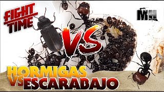 HORMIGAS VS ESCARABAJO  Hormigas Messor Barbarus [upl. by Durham350]