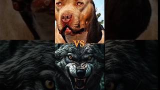 PITBULL🆚 ROTTWEILER DOBERMAN AMERICAN PITBULL WOLF DOGMOST DENGEROUS DOG BREEDS [upl. by Aihsrop]