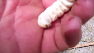 Witchetty grubs with Ken Jones  Bush Repair [upl. by Pass]