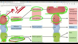 Neurodevelopment amp Embryology Nervous System In First Aid  Lec2 [upl. by Dex]