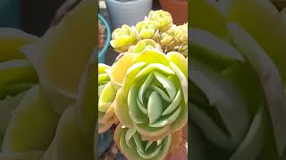 ECHEVERIA MANDALA CITRUS monicasuculentaecia coloniasdesuculentas shortsyoutube [upl. by Krysta]