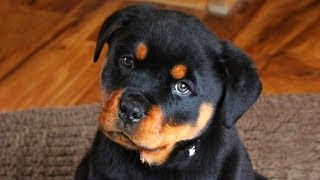 Cute Rottweiler Puppies Compilation [upl. by Aivatnwahs]