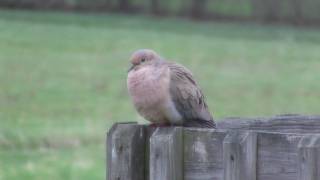 Mourning Dove Coo [upl. by Chenay]