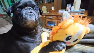 Black Pug Chief Getting A New Lion Toy [upl. by Aivlys63]