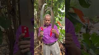 Telescopic Pruning saw Rs450 amp 550 9787672239 Melur Madurai pruning sawblade madurai cutter [upl. by Vento]